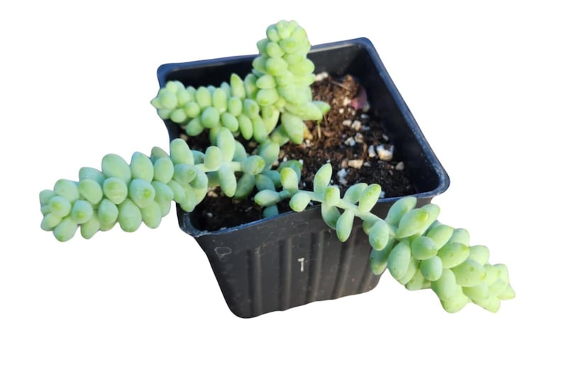 Burro's Tail Plant in 2.5-Inch Pot, Organic Sedum morganianum Succulent for Indoor & Office Decor
