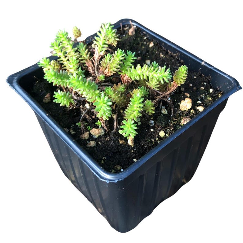 Tasteless Stonecrop Plant in 2.5-Inch Pot | Sedum sexangulare Drought-Resistant Groundcover for Xeriscapes