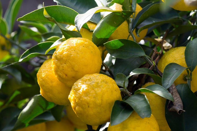 Yuzu Citrus Tree in 1/2 Gallon Pot | Aromatic Fruit, Unique Flavor | Citrus junos | Cold-Hardy, Compact, Perfect for Containers