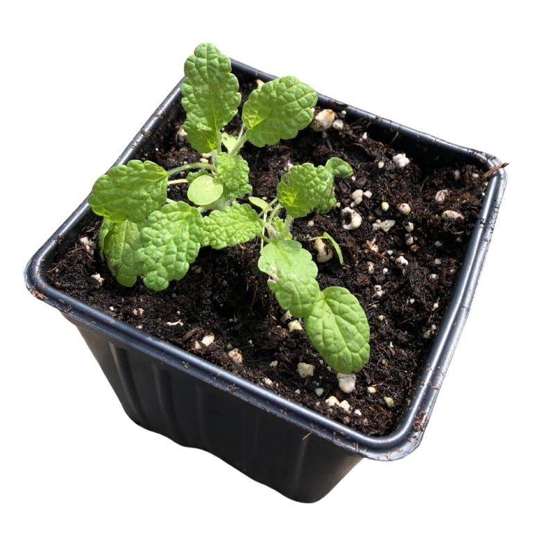 Organic White Horehound Plant in 2.5-Inch Pot, Marrubium vulgare, Perennial Herb with Gray-Green Foliage and White Flowers