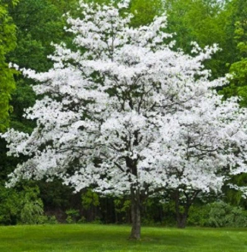 Gray Dogwood Plant Live Shrub with Large Rootstock | Cornus racemosa | Native Bush for Landscaping & Grafting