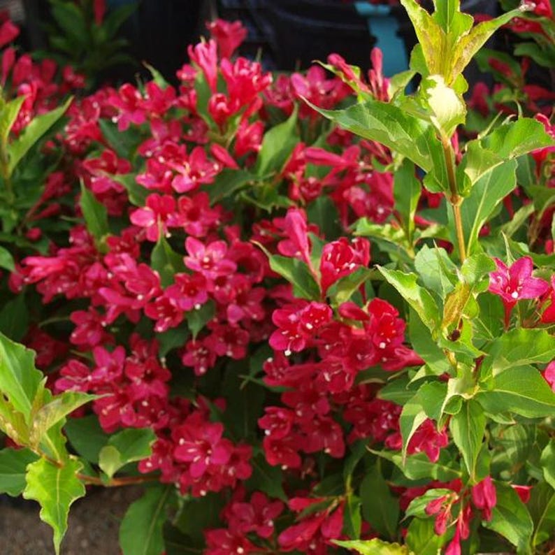 Red Weigela Plant - Live Shrub with Vibrant Red Flowers - Weigela florida - Up to 2 ft Tall - Garden Flowering Shrub
