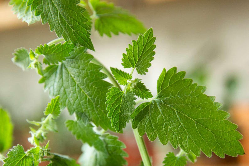 Catnip Plant - Live Starter Plant - Nepeta cataria - Aromatic Herb for Cats