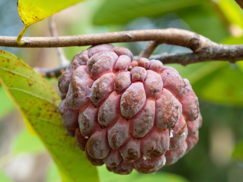 Atemoya Tree Grafted 3-Gallon Lisa Annona Hybrid Tropical Fruit with Pink Low Seed Count