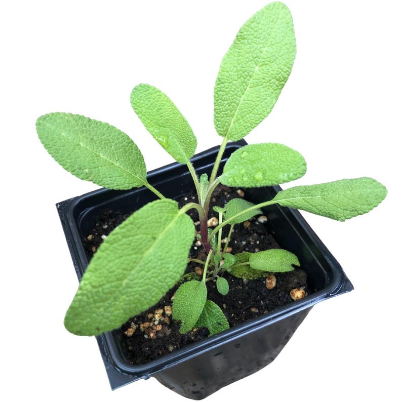 Organic Sage Plant in 2.5-Inch Pot | Salvia officinalis Culinary Herb | Non-Blooming, Aromatic, Fresh Use