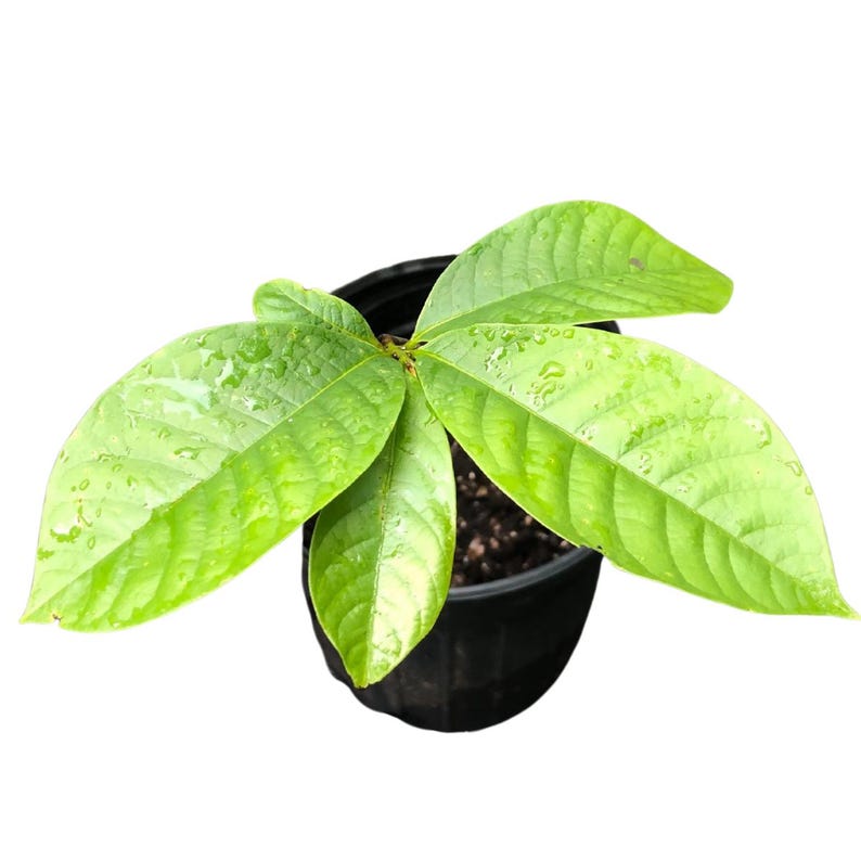 Pawpaw Seedling 12-18 Inches Tall | Edible Fruit Tree | Asimina triloba Native Plant for Landscape & Garden