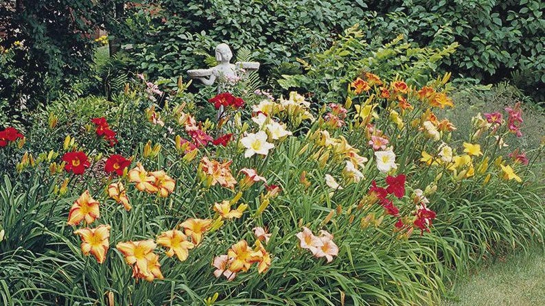 Hybrid Daylily Bareroot Assorted Colors - Hemerocallis Hybrid Perennials