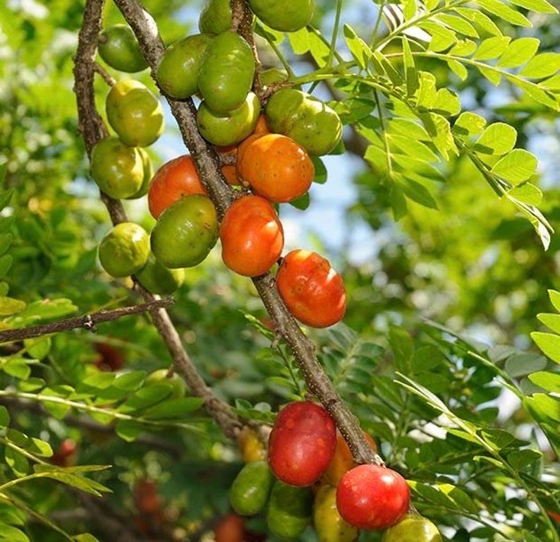 Red Hog Plum Tree in 10" Pot, Jocote Rojo, Spondias purpurea, Hardy Tropical Tree for Garden Landscapes