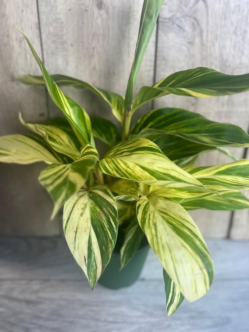 Variegated Shell Ginger Plant in 6" Pot | Alpinia Zerumbet 'Variegata' | Tropical Indoor & Outdoor Houseplant with Striped Foliage