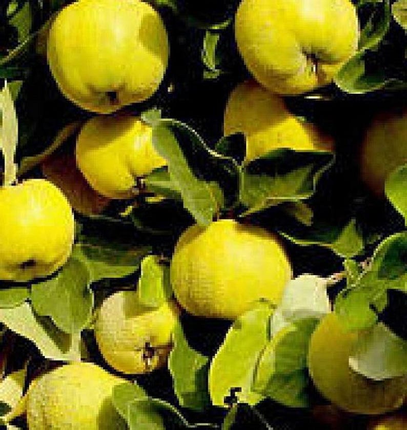 Provence Quince Fruit Tree Live Plant – Edible Cydonia oblonga, 15-20 Inches, Hardy Heirloom Pear Family, Bakes & Wildlife-Friendly