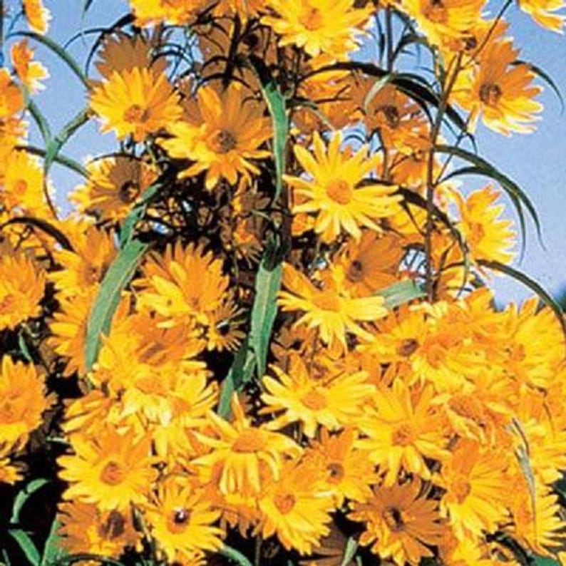 Maximillian Sunflower Live Plants - 5 Bulbs, Helianthus Maximillian, Perennial Garden Flowers for Borders and Pollinators