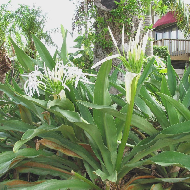 Crinum Plant - Live Swamp Lily - White Flowers - Crinum pedunculatum - Garden & Landscaping Plant