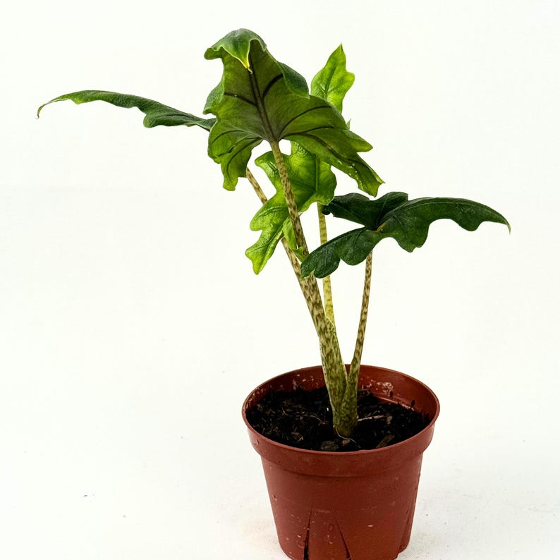 Alocasia Jacklyn Live Plant | 4 Inch Rooted Tropical Houseplant | Rare Elephant Ear with Dark Veined Foliage