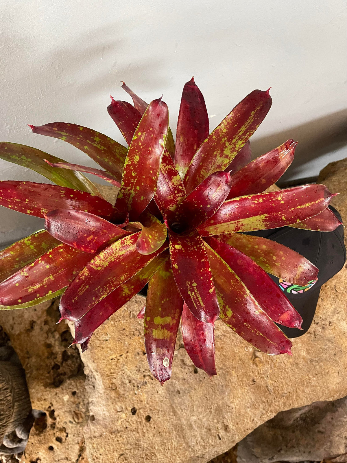 Live Bareroot Neoregelia ‘Gazpacho’ Bromeliad – Colorful Tropical Houseplant with Red, Pink & Green Rosette