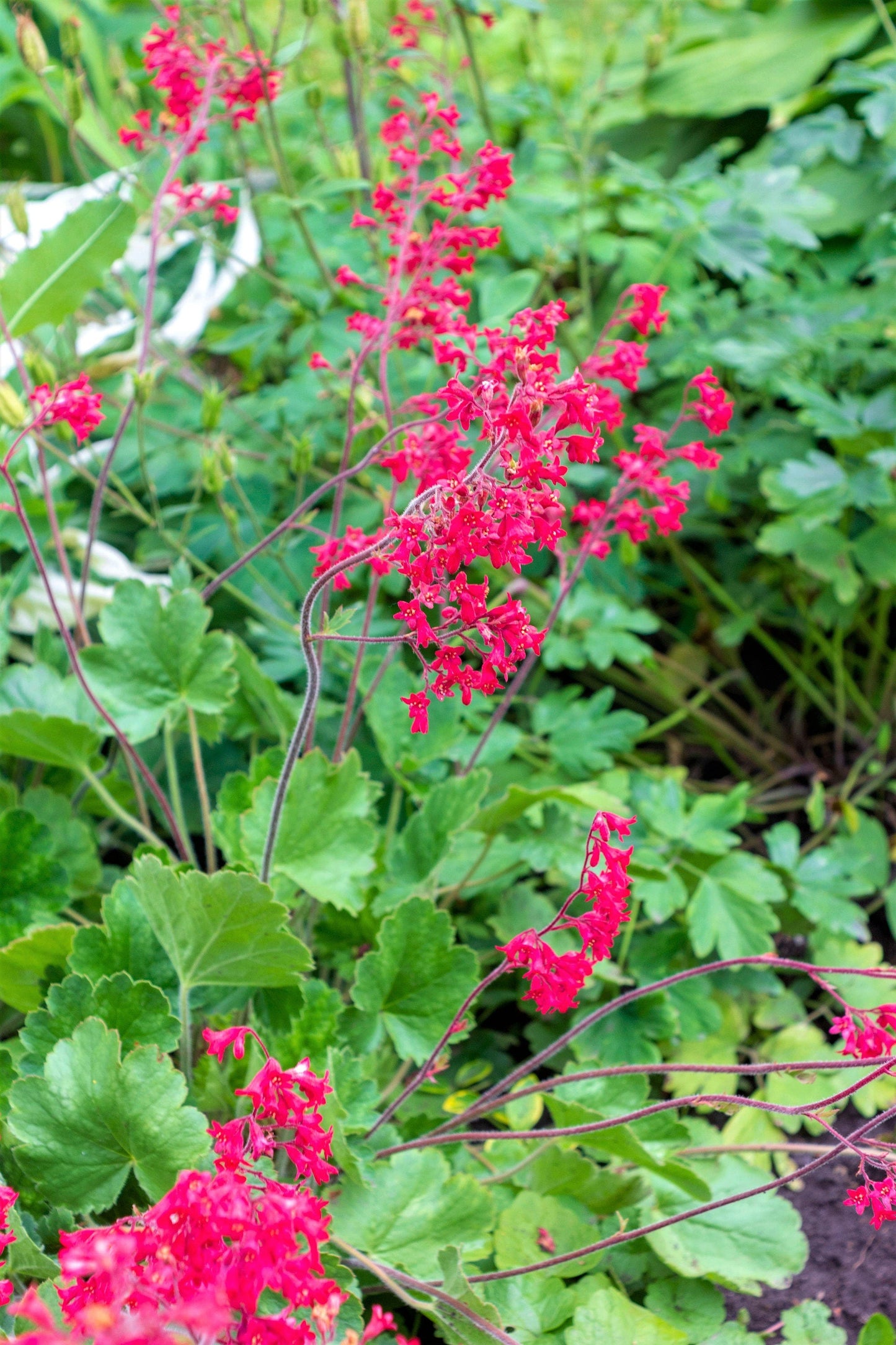 100 Red VIVID CORAL BELLS Heuchera Sanguinea Sanguineum Scarlet Shade Flower Seeds