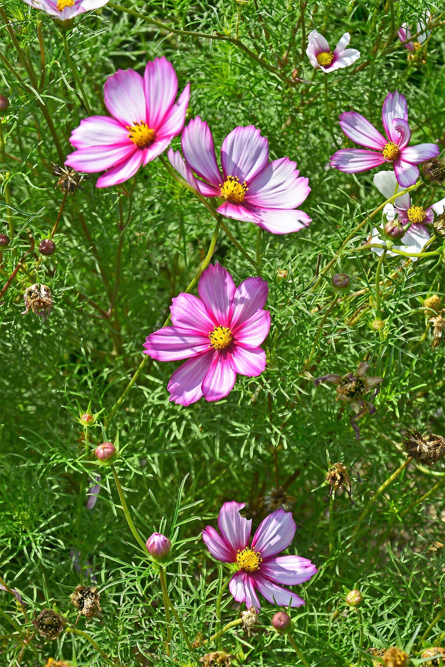 300 PICOTEE COSMOS Bipinnatus 2-Tone White Pink Magenta Fast Growing Flower Seeds
