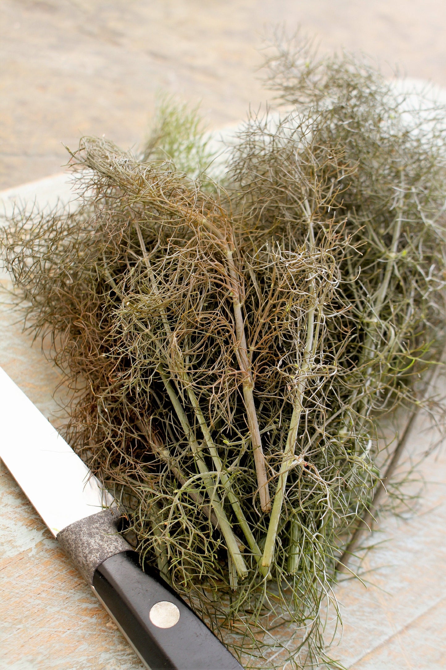 100 Organic BRONZE FENNEL Foeniculum Vulgare Purpureum Herb Bronze Foliage Yellow Flower Seeds