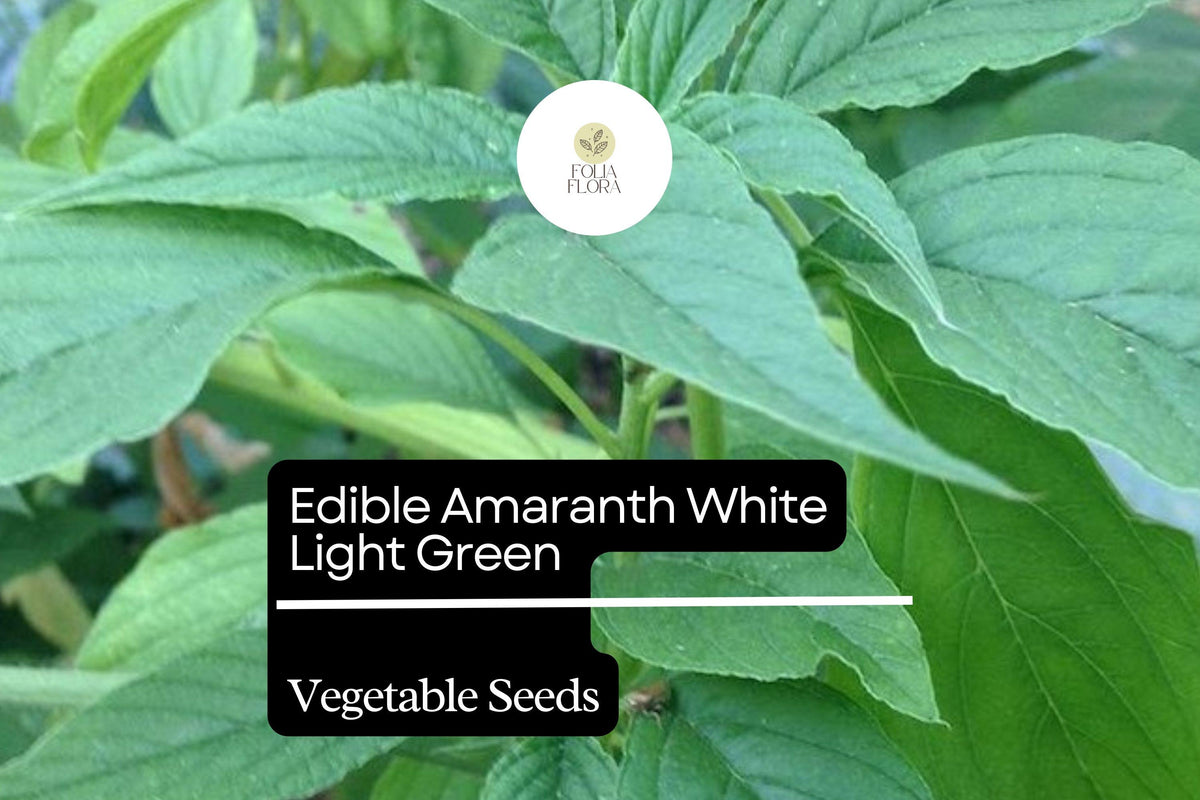 Amaranth Seeds 500mg | Edible White Light Green Heirloom Vegetable | Amaranthus tricolor