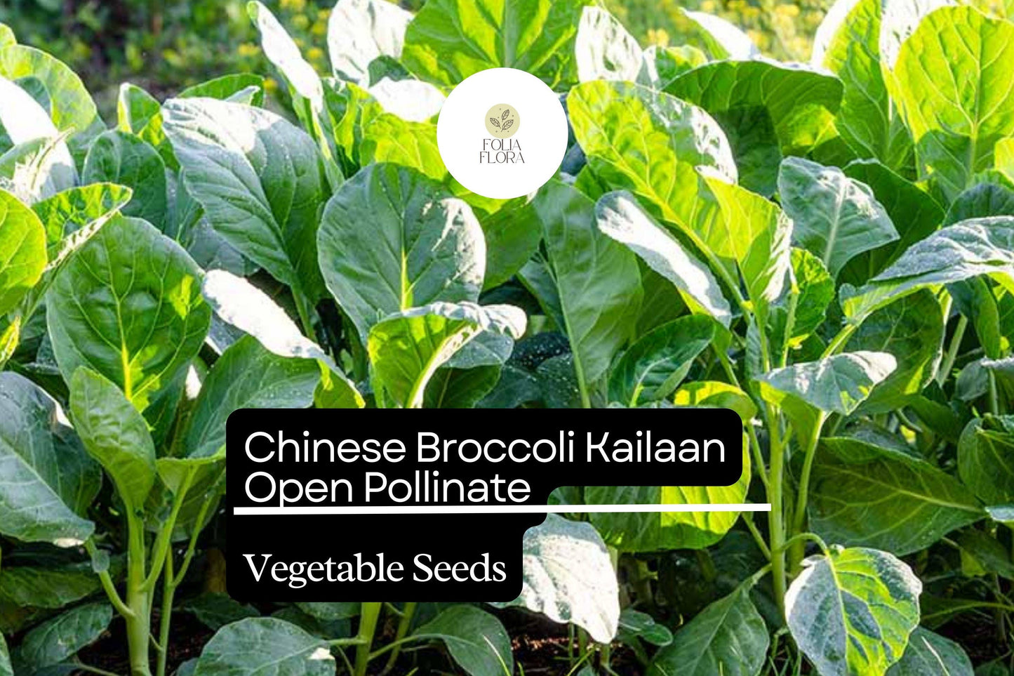 Kailaan Chinese Broccoli Seeds 500mg Open Pollinated Heirloom Brassica oleracea var. alboglabra