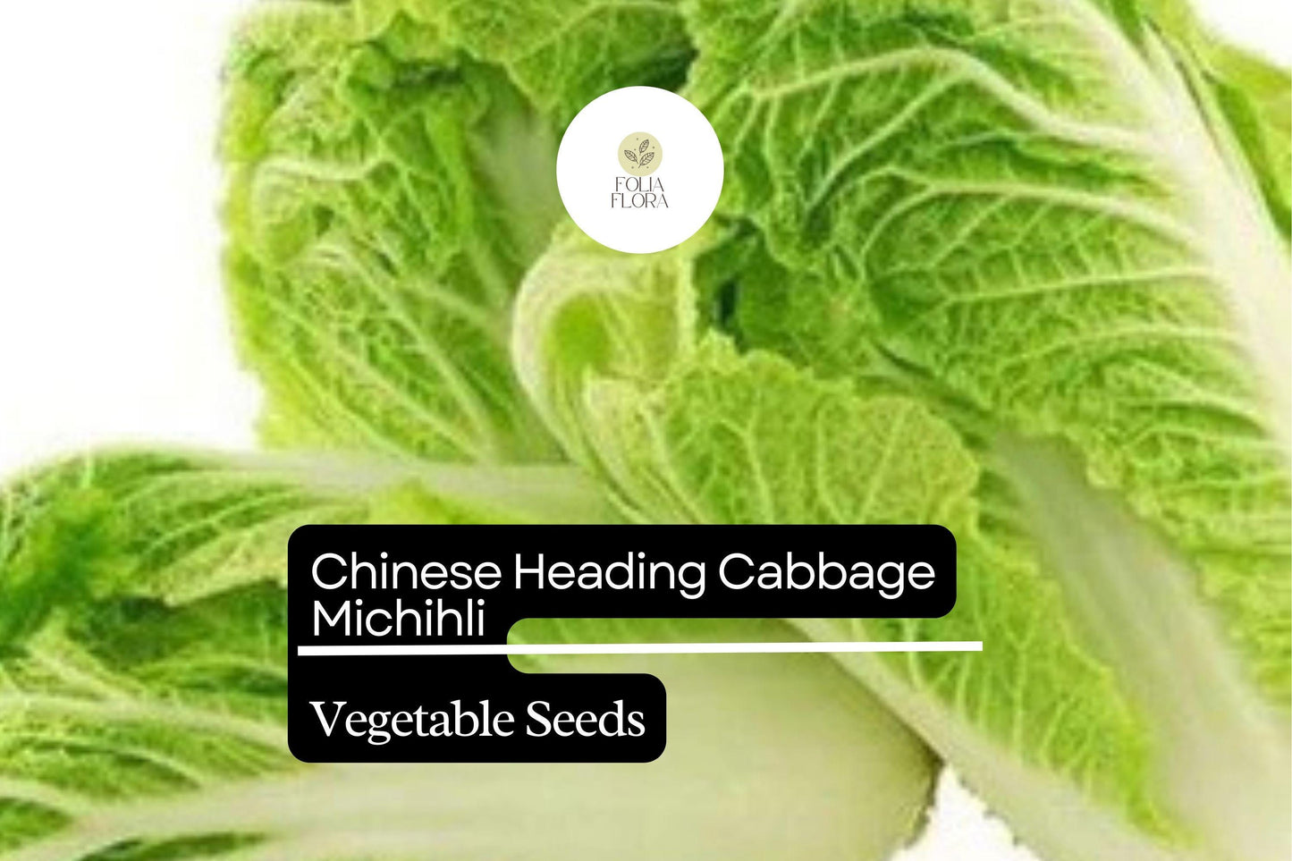 Michihli Napa Cabbage Seeds 500mg | Sweet Crisp Heirloom Brassica rapa var. pekinensis for Kimchi, Stir-Fries & Salads