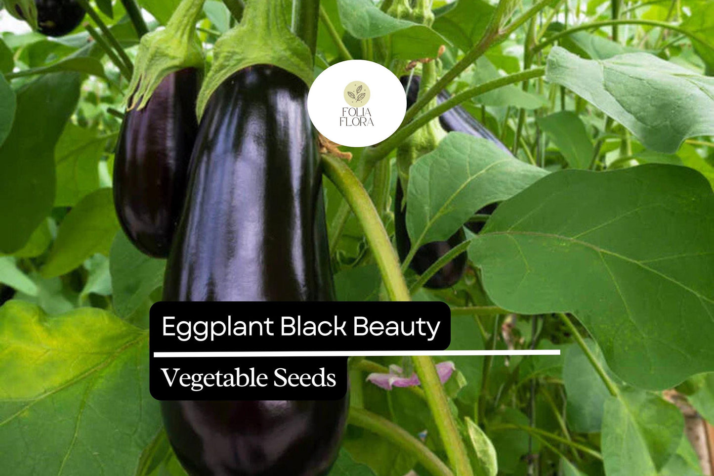 Black Beauty Eggplant Seeds - Heirloom, High Yield, 4-6 Inch Deep Purple Fruits, Solanum melongena, Non-GMO, Full Sun, 300mg Packet