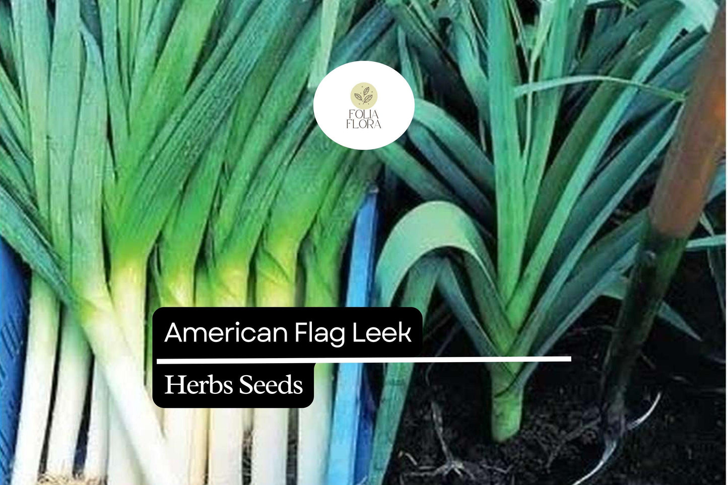 American Flag Leek Seeds – Heirloom Non-GMO, Allium ampeloprasum, 300mg Packet for Home Gardens & Containers