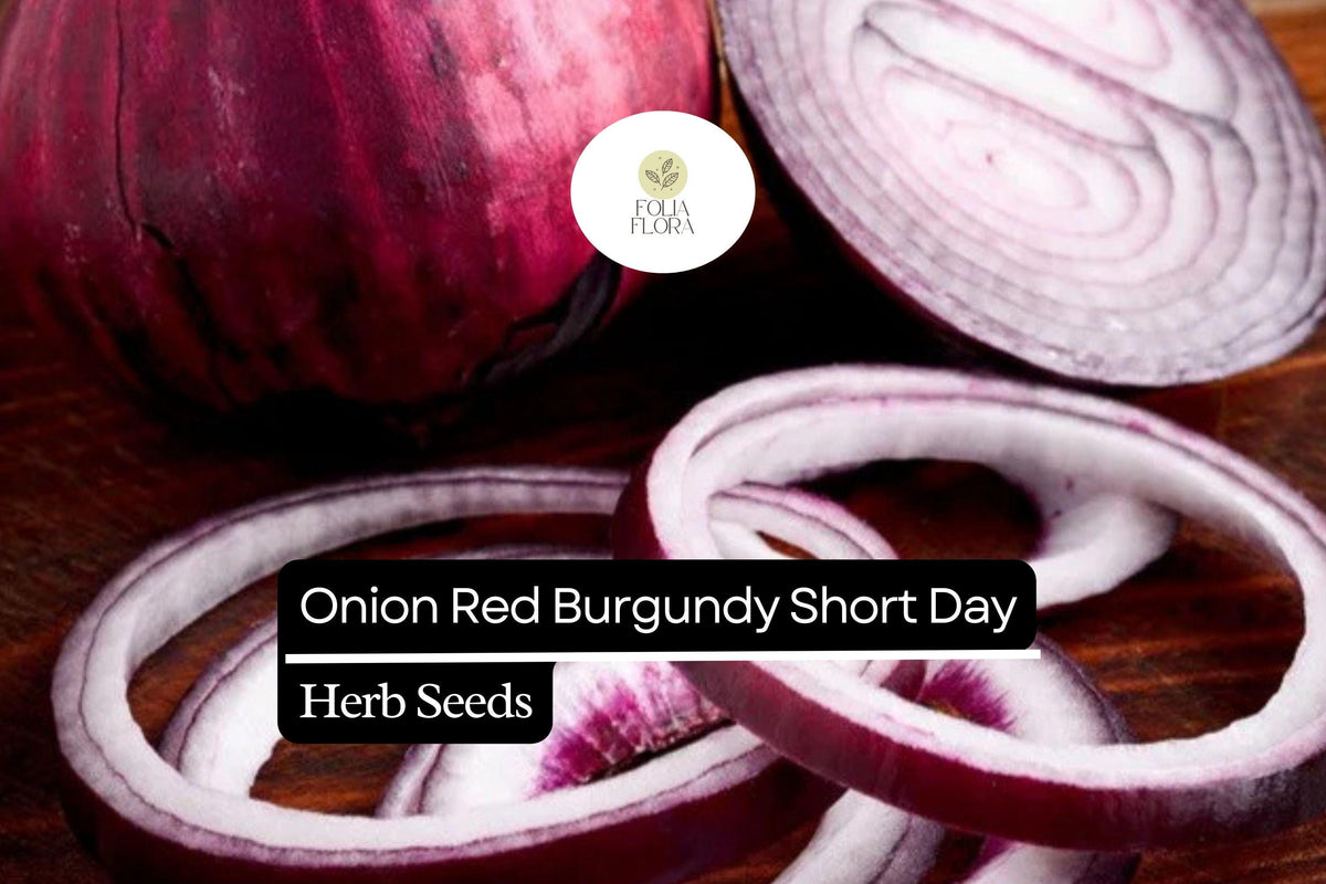 Red Burgundy Onion Seeds | Heirloom Non-GMO Short-Day Variety for Slicing & Cooking | Allium cepa