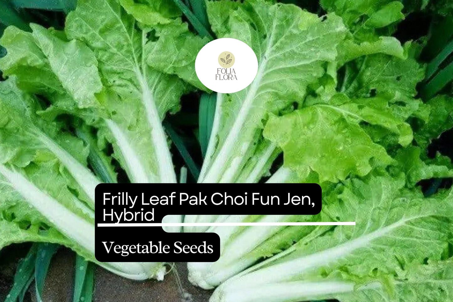 Frilly Leaf Pak Choi Seeds | Fun Jen Hybrid Asian Greens | Brassica rapa | Non-GMO, Fast-Growing, Ornamental Frilly Leaves