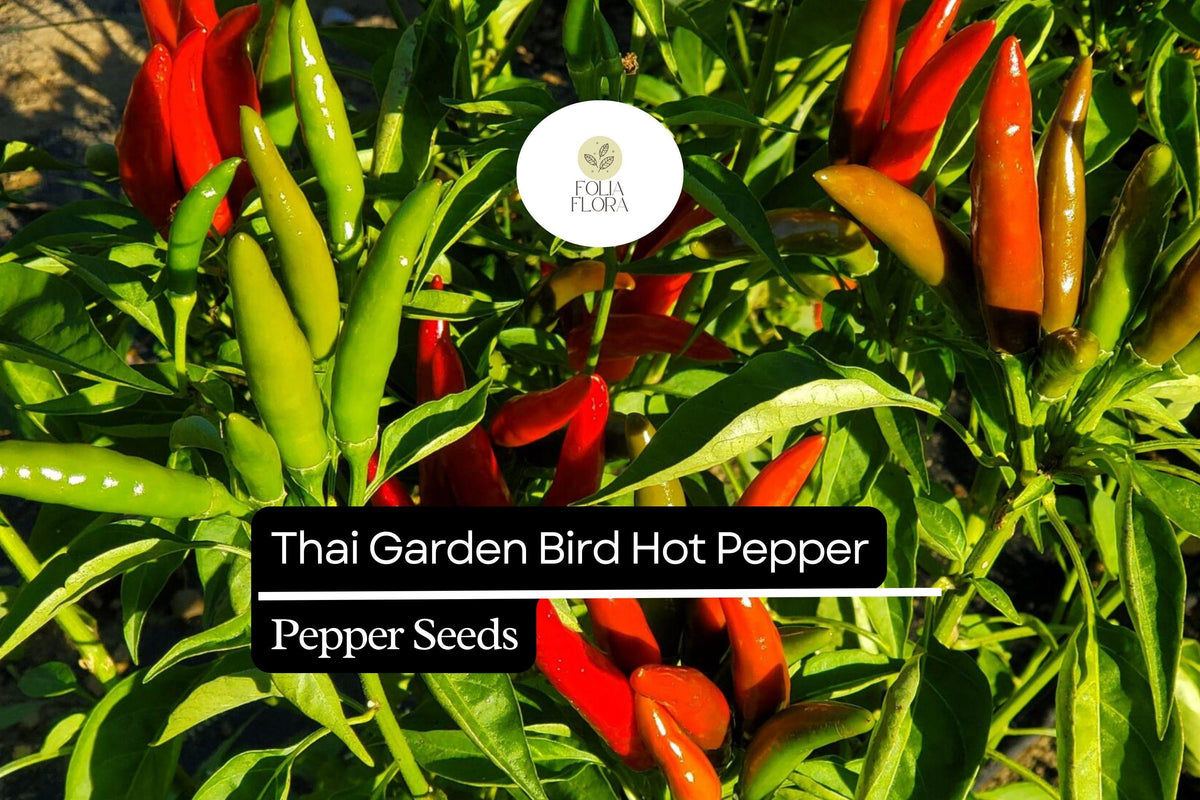 Thai Garden Bird Hot Pepper Seeds | Non-GMO, Very Hot Chili, Capsicum annuum, 250mg Packet