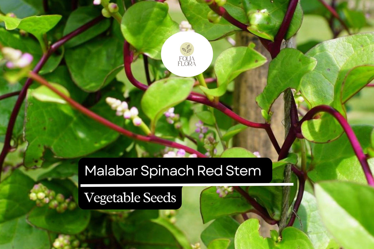 Malabar Spinach Seeds | Red Stem Climbing Plant | Heat-Tolerant, Non-GMO | Basella alba var. rubra