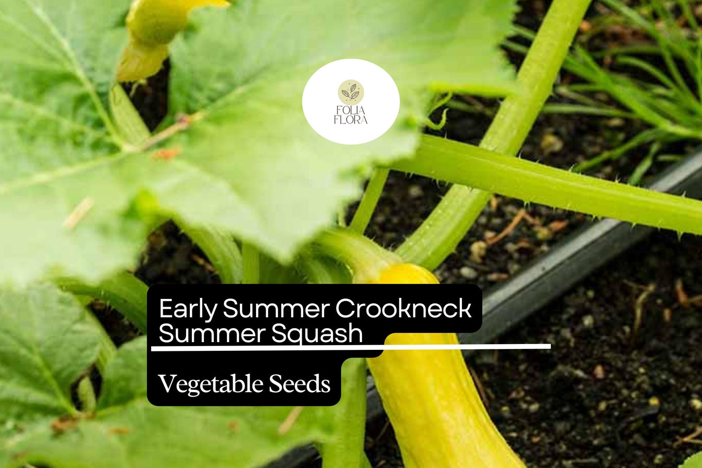 Early Summer Crookneck Squash Seeds – Non-GMO, Heirloom, High-Yield, Easy-Grow Cucurbita pepo, Bright Yellow Summer Vegetable