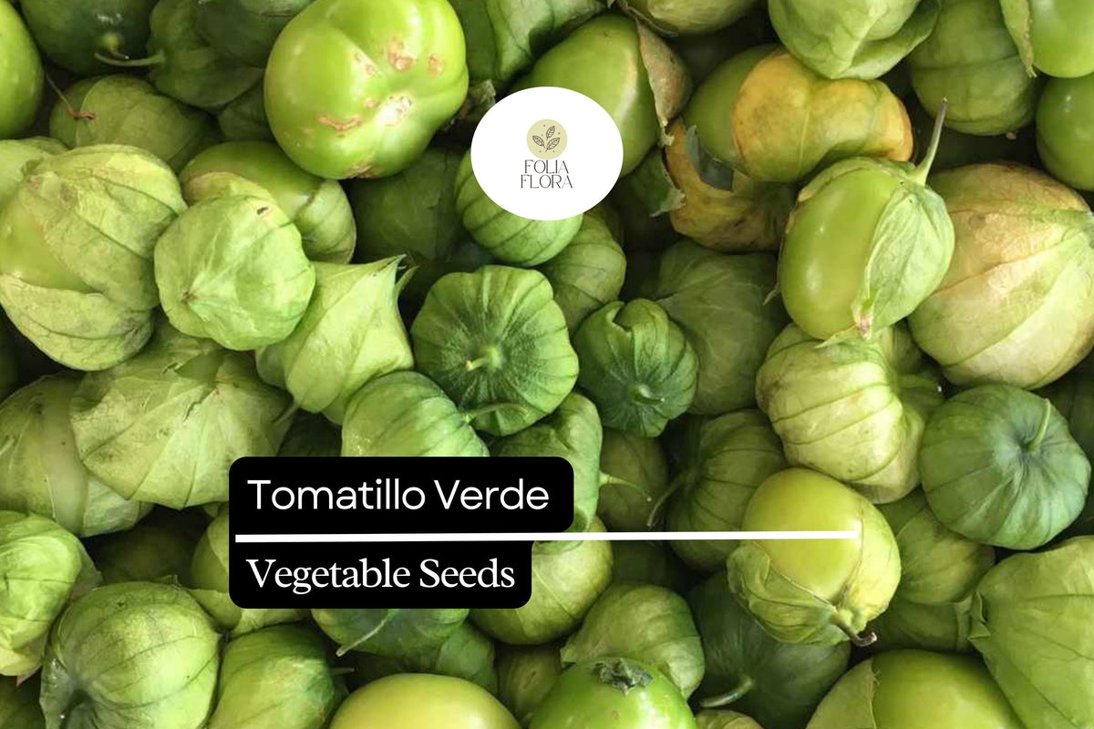 100mg Tomatillo Verde Seeds | Physalis ixocarpa | Mexican Cuisine, Salsa Verde, Tangy Flavor, Full Sun, Easy to Grow