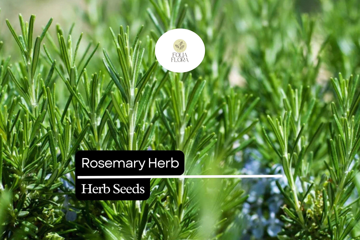 Rosemary Seeds 100mg | Culinary Herb Rosmarinus officinalis for Cooking, Aromatherapy & Gardens