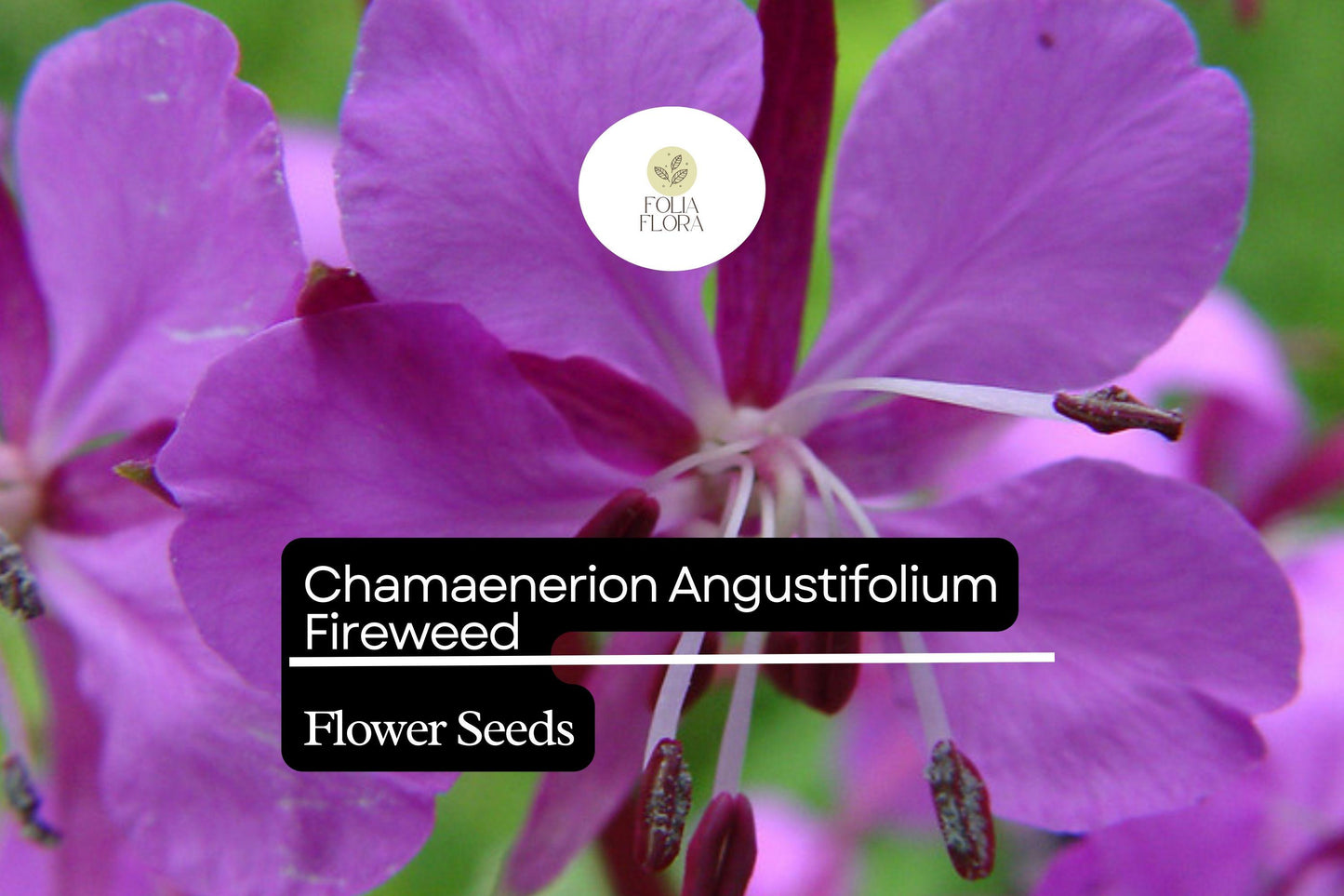 Fireweed Seeds 30mg | Perennial Wildflower Pink-Purple Blooms | Chamaenerion angustifolium for Gardens & Meadows
