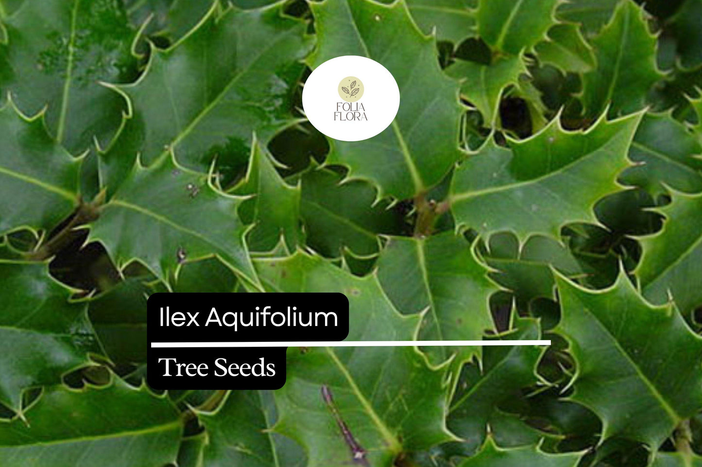 Ilex Aquifolium Seeds – English Holly Evergreen Shrub with Red Berries, Wildlife-Friendly, Ornamental, 10 Seeds