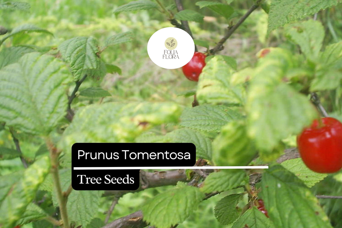 Nanking Cherry Shrub Seeds | Edible Berries & Ornamental Blooms | Prunus tomentosa | Cold Hardy, Drought Tolerant, 10 Pack