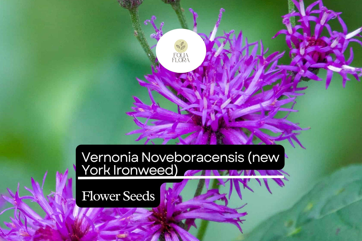 Vernonia Noveboracensis Seeds - New York Ironweed, Tall Native Wildflower for Pollinators, Vibrant Purple Blooms, Perennial Seed Pack