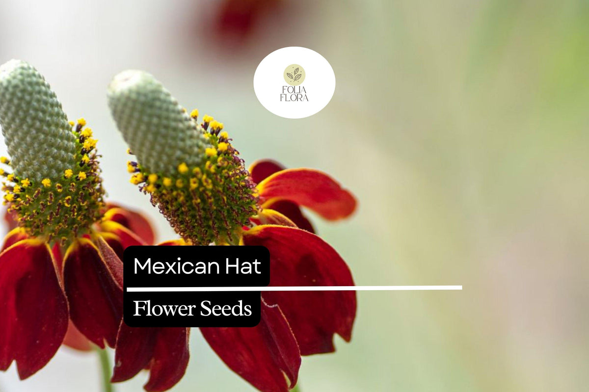 100mg Mexican Hat Seeds - Ratibida columnifera Drought-Tolerant Wildflower with Red & Yellow Blooms for Pollinator Gardens