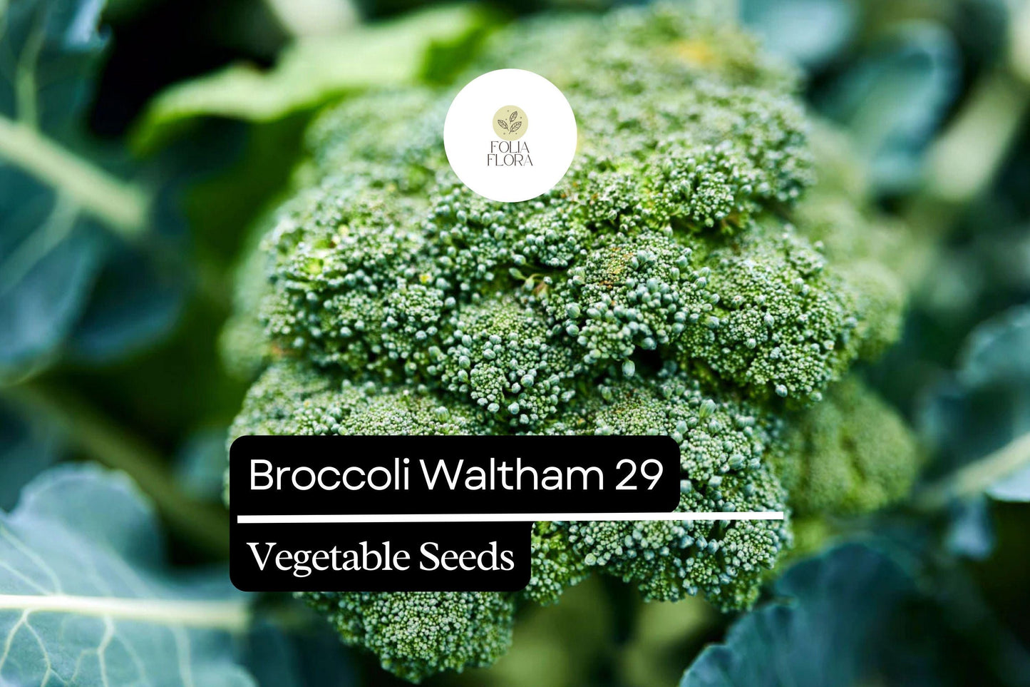 Waltham 29 Broccoli Seeds | Heirloom, Cold-Hardy, Large Heads, 1g Packet Brassica oleracea var. italica