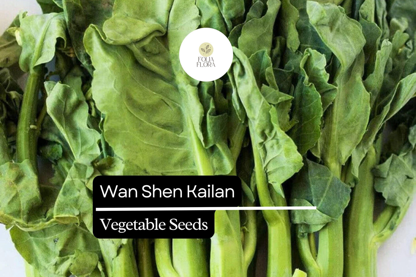 Wan Shen Kailan Seeds 500mg | Chinese Broccoli, Sweet Leaves, Brassica oleracea var. alboglabra