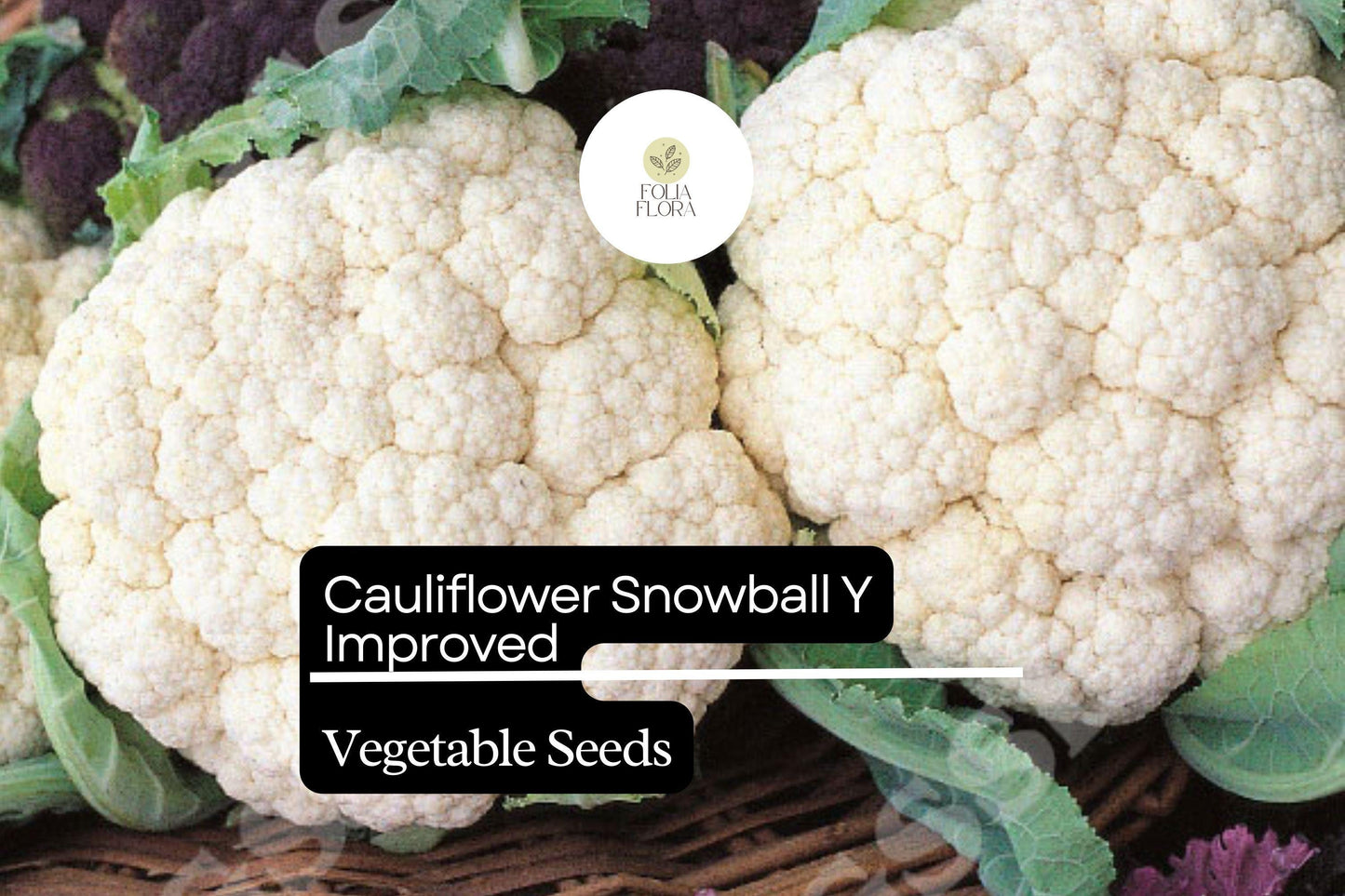 Snowball Y Improved Cauliflower Seeds | Heirloom Non-GMO | Compact White Heads | Brassica oleracea 500mg Seed Pack