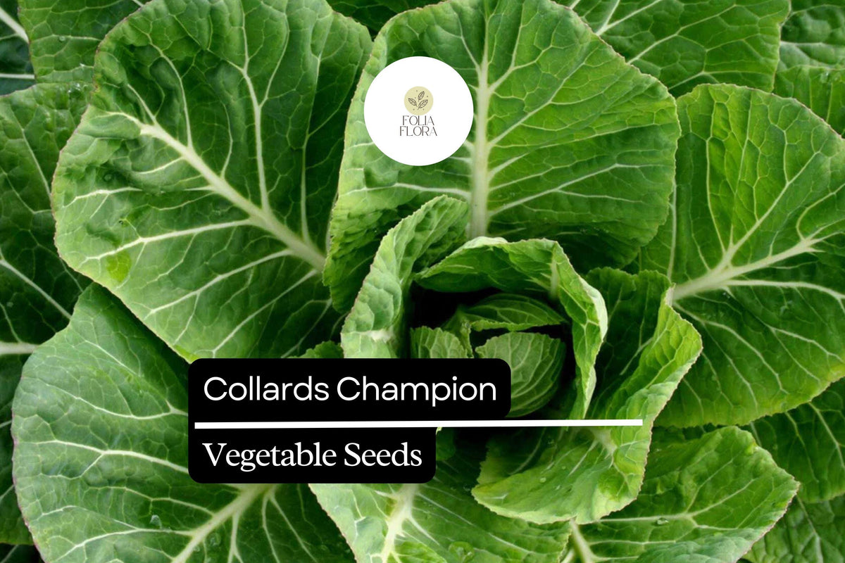Collards Seeds 1g Champion Brassica oleracea var. viridis Heirloom Greens for Gardens & Containers