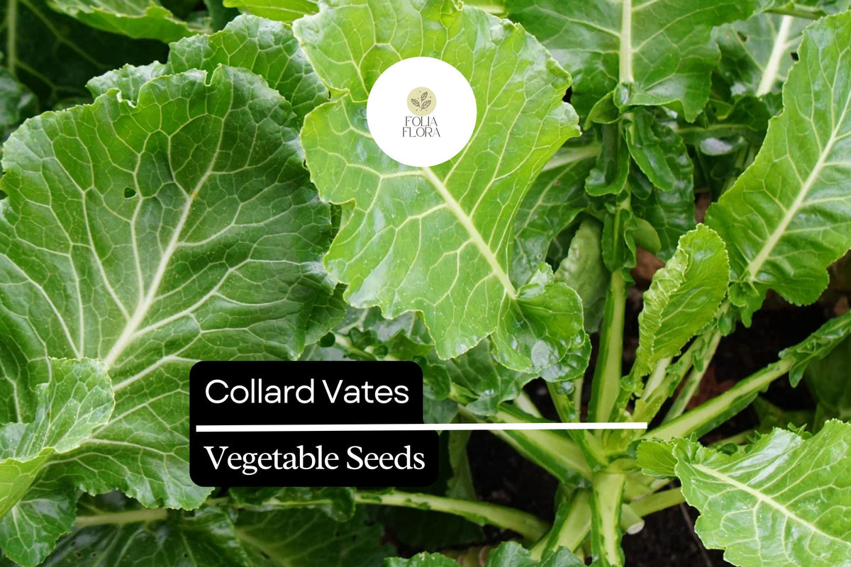 Collard Vates Seeds 1g | Cold-Hardy Heirloom Brassica oleracea Greens for Garden & Containers