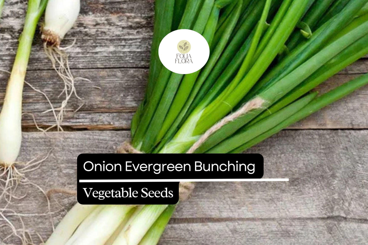 250mg Onion Evergreen Bunching Seeds – Allium fistulosum, Hardy Green Onion, Non-Bulbing, Continuous Harvest, Vegetable Garden, Container Plant