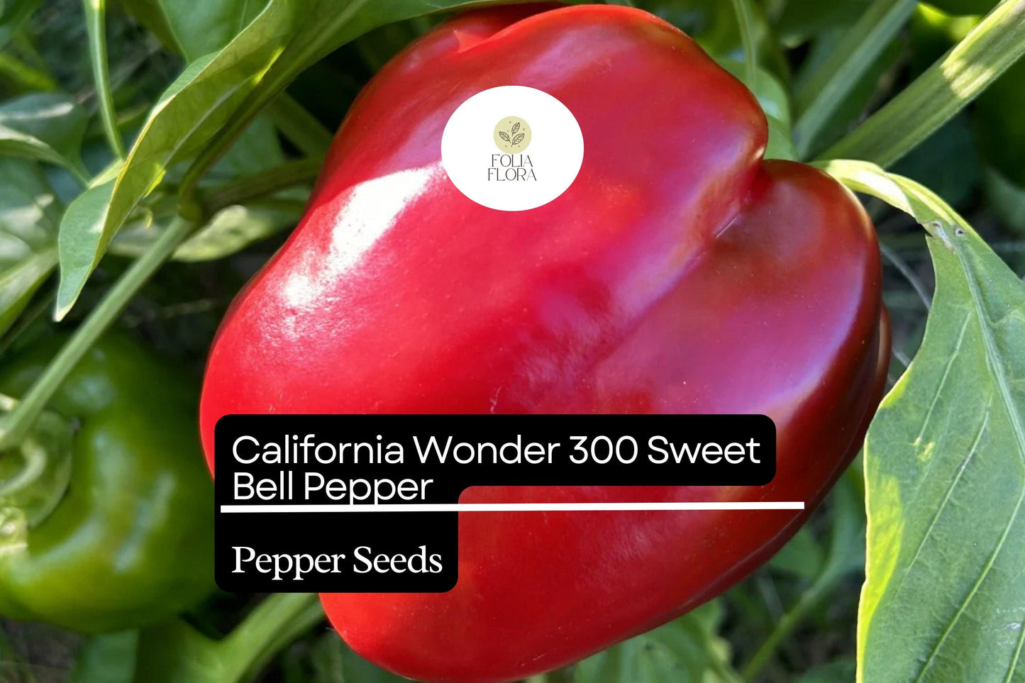 California Wonder Sweet Bell Pepper Seeds – Heirloom Capsicum annuum, Green to Red, Crisp, Blocky Shape, Versatile for Garden & Containers