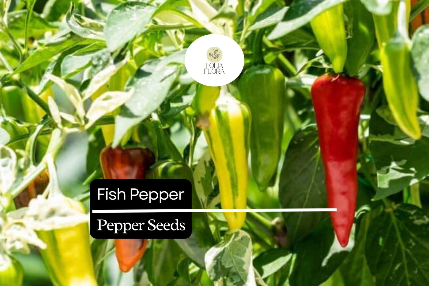 Fish Pepper Seeds – Capsicum annuum, Heirloom Striped Hot Pepper for Culinary & Ornamental Use