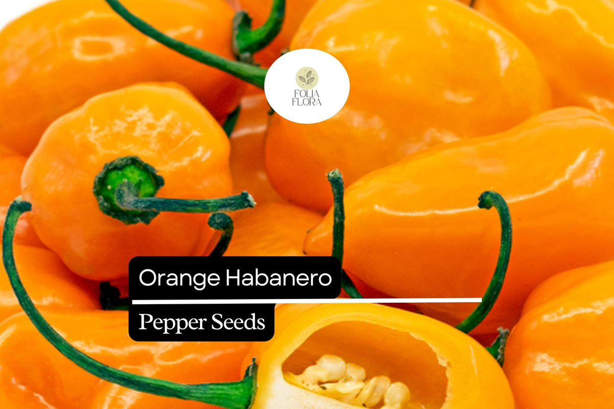 20 Seeds Orange Habanero Pepper Capsicum chinense Fiery Heirloom Hot Chili for Salsas & Hot Sauces