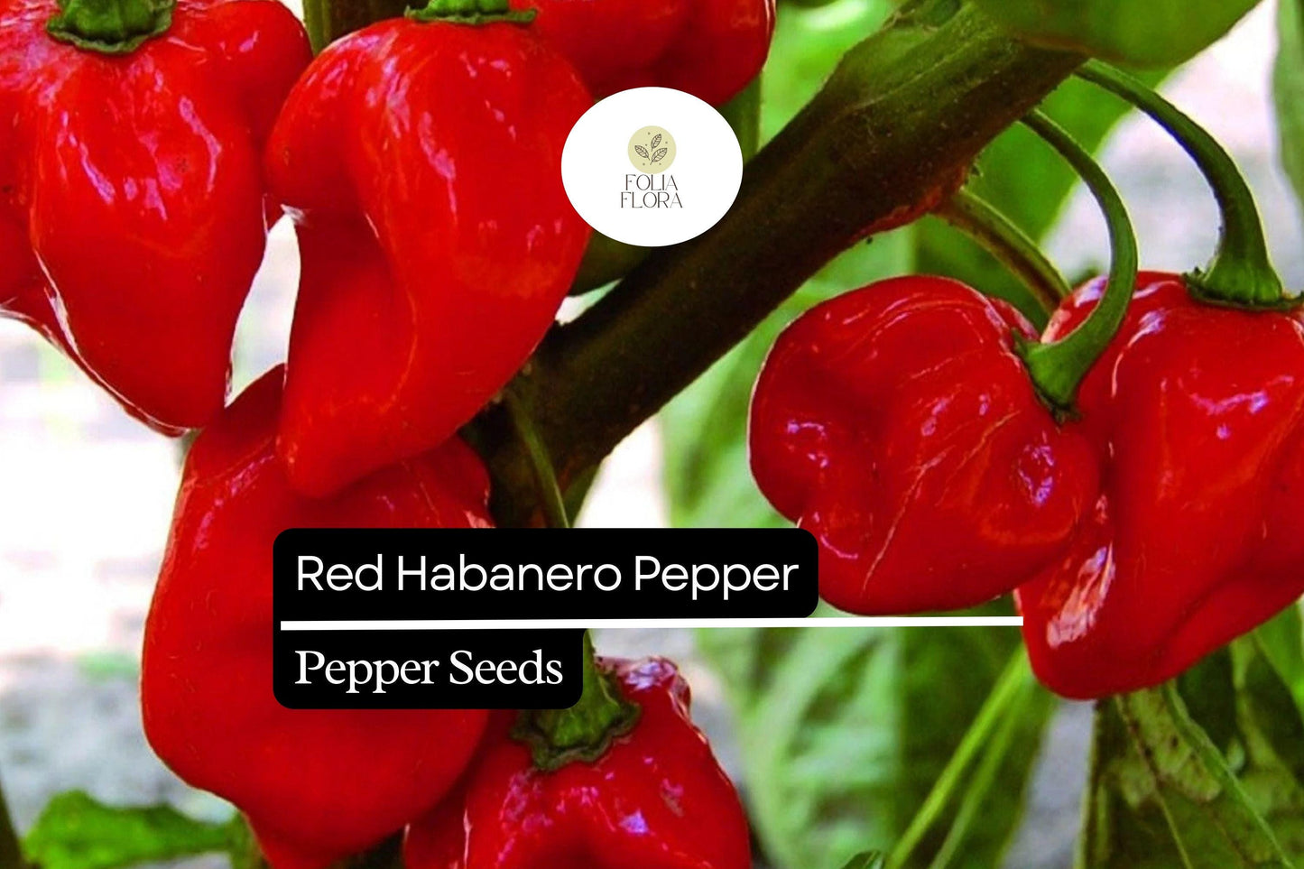 Red Habanero Pepper Seeds – Capsicum chinense, Fiery Hot Heirloom Chili for Hot Sauces & Salsas