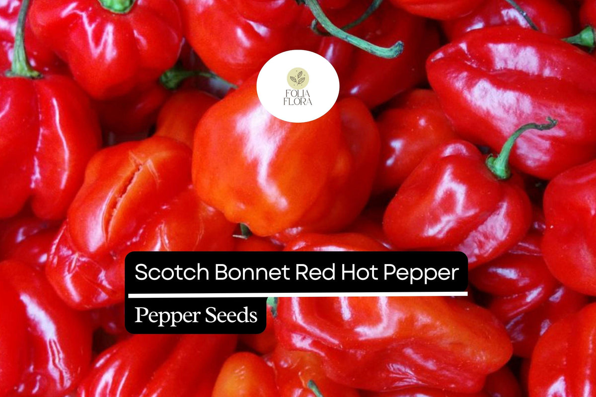 20 Seeds Red Scotch Bonnet Pepper Capsicum chinense Spicy Caribbean Chili for Hot Sauces & Jerk Seasoning