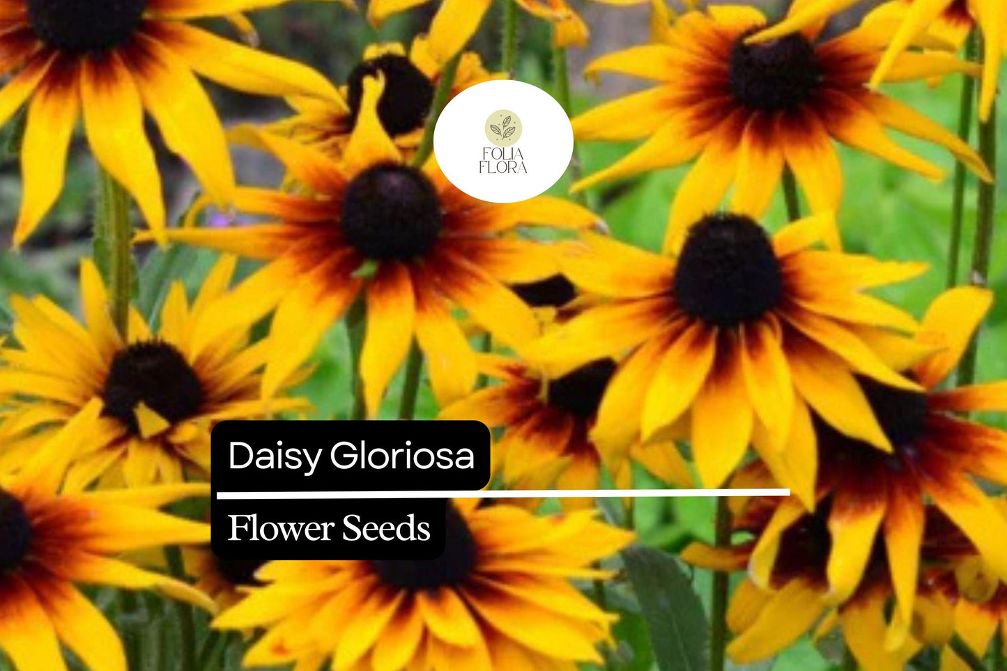 Gloriosa Daisy Seeds – Pollinator-Friendly Black-Eyed Susan, Rudbeckia hirta, Bright Yellow-Orange Flowers